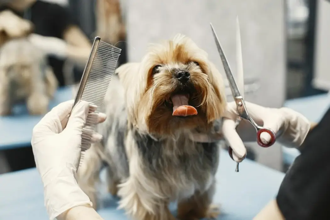 Groomer Kraków: Zadbaj o Wyjątkowego Członka Rodziny z Profesjonalnym Groomingiem