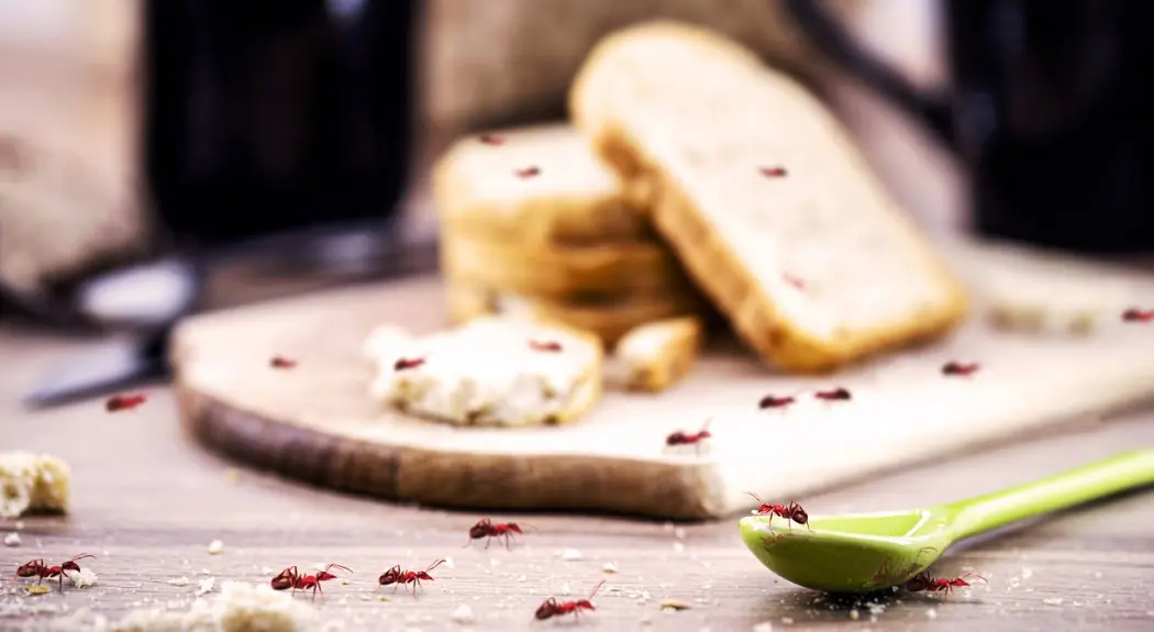 Sposób na mrówki. Najlepsze preparaty na mrówki.