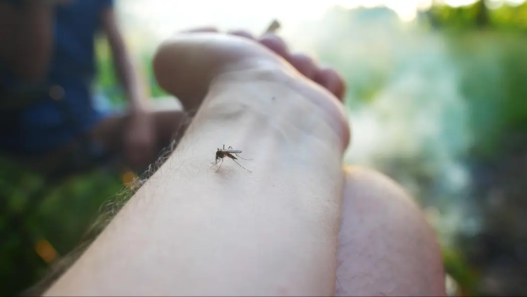 widok komara na ręce