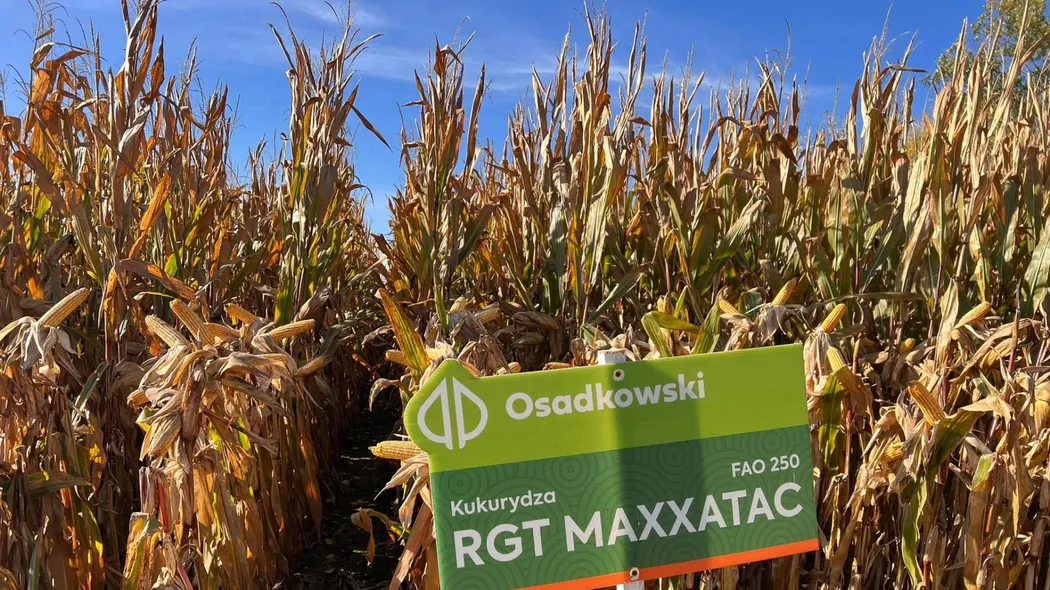 Rośliny strączkowe w uprawie polowej