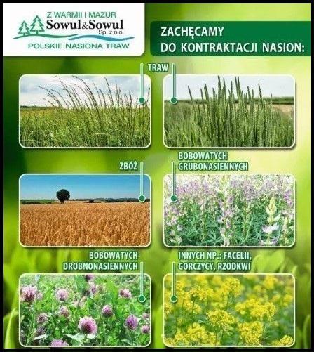 Kontraktacja nasion traw w Krakowie — korzyść dla rolnika i jego plantacji