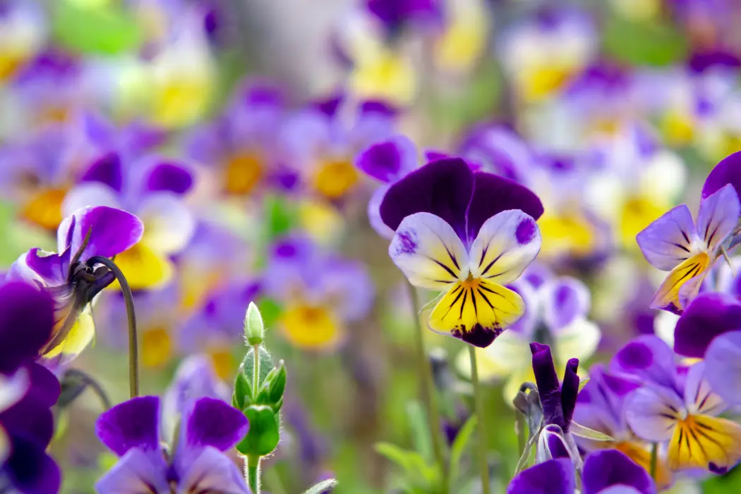 Kwiaty wieloletnie do naszego ogrodu – co warto wiedzieć przed zakupem nasion?