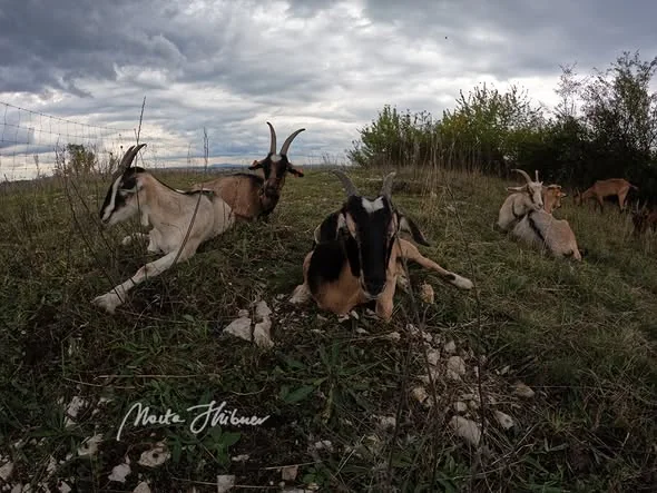 Owce i kozy na Zakrzówku. Naturalna ochrona cennych muraw