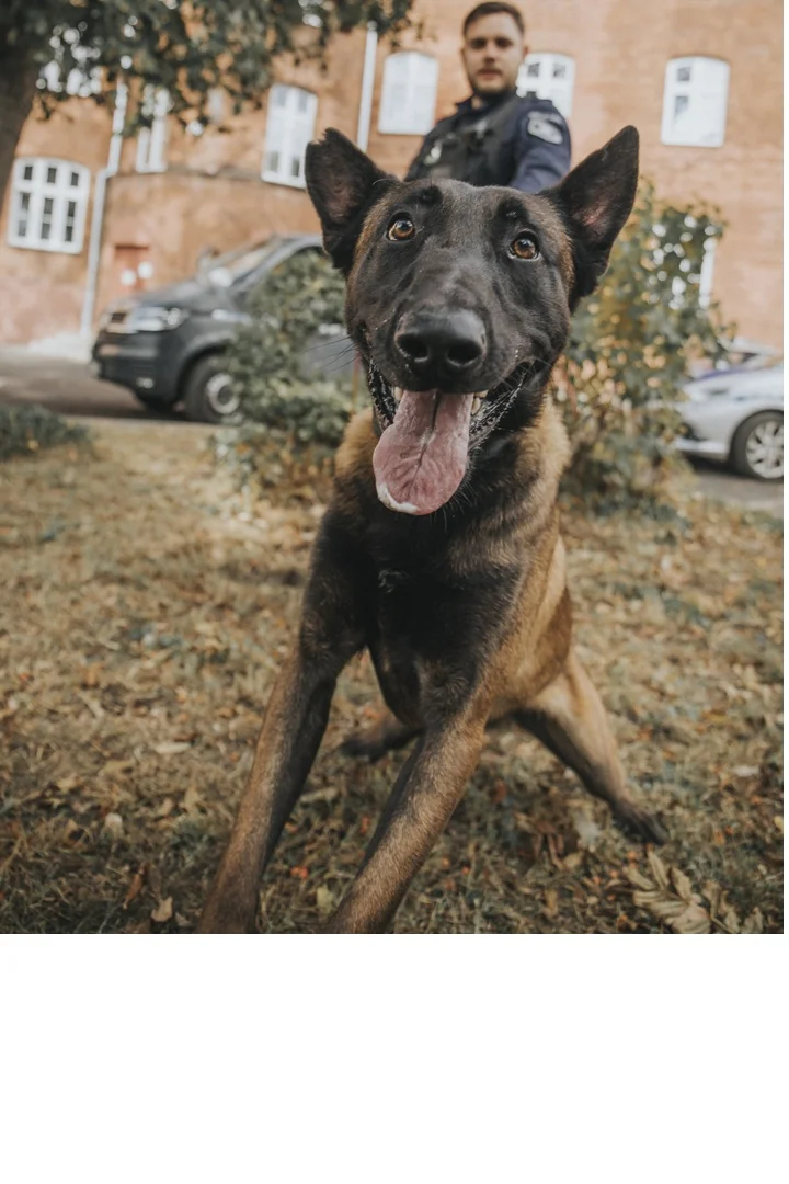 Dwa owczarki belgijskie dołączają do krakowskiej policji. Czeka je szkolenie