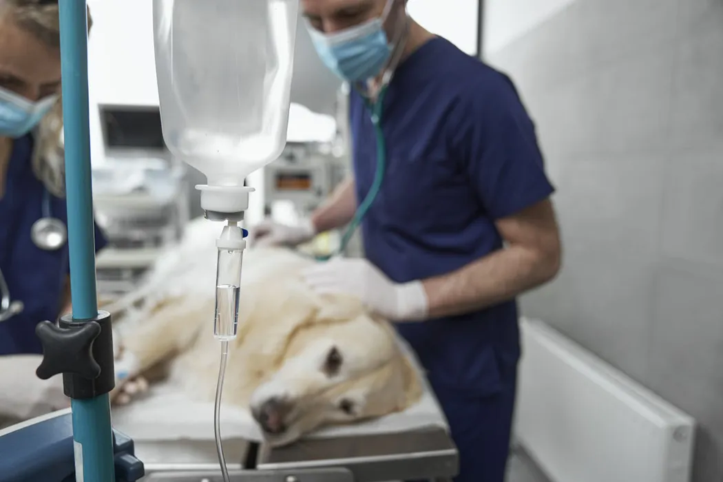 Rola zaawansowanej diagnostyki obrazowej u zwierząt