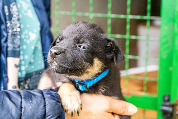 Obraz do artykułu: 389 zwierząt w schronisku. Krakowskie firmy znów łączą siły dla czworonogów