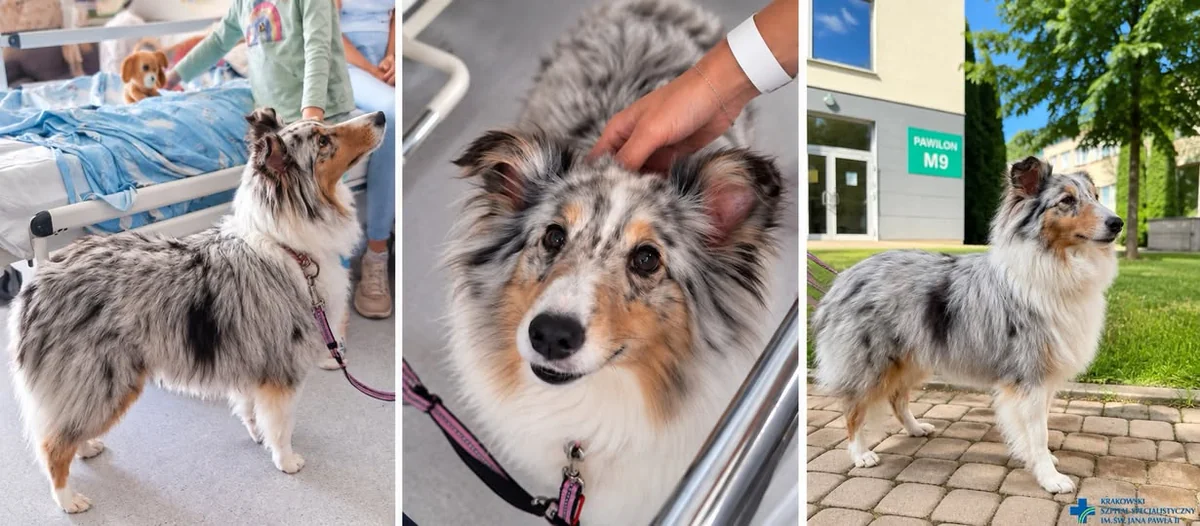 Ciri odwiedza dzieci w krakowskim szpitalu. Ruszyła dogoterapia