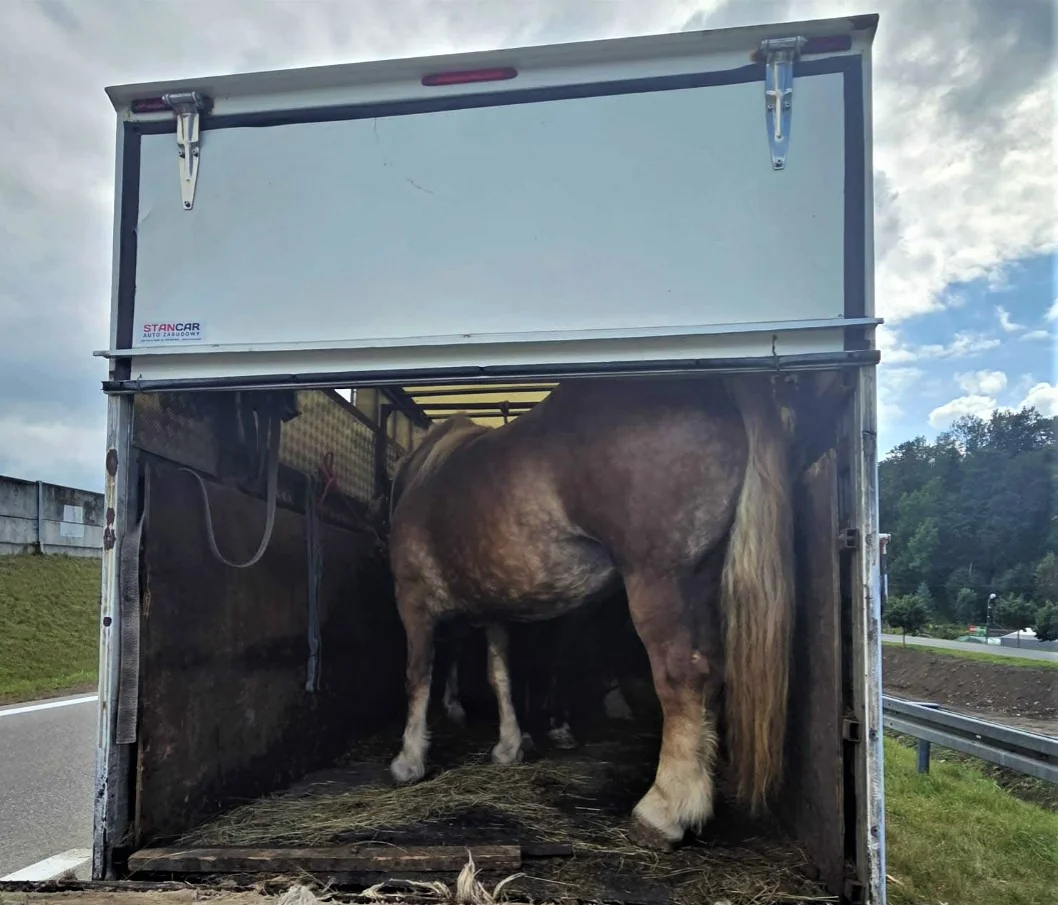 Konie przewożone w skandalicznych warunkach. Policjanci zatrzymali transport - Aktualności Policja Małopolska
