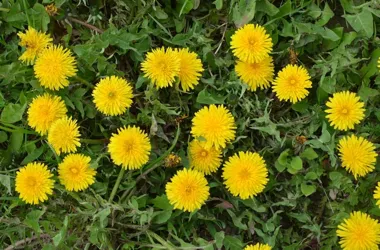 Mniszek lekarski w suplementach – kiedy warto go stosować?