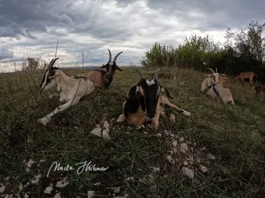 Owce i kozy na Zakrzówku. Naturalna ochrona cennych muraw