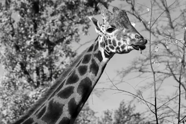 Nie żyje Denar, żyrafa z krakowskiego zoo. Miał 14 lat