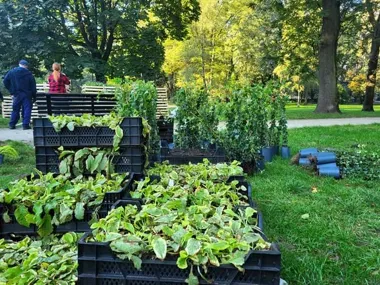 Nowe rośliny w Parku Krakowskim. Pomysły po spacerze z ekspertem