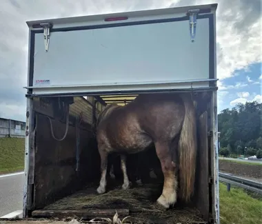 Konie przewożone w skandalicznych warunkach. Policjanci zatrzymali transport - Aktualności Policja Małopolska