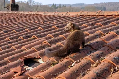 kuna na dachu w Krakowie