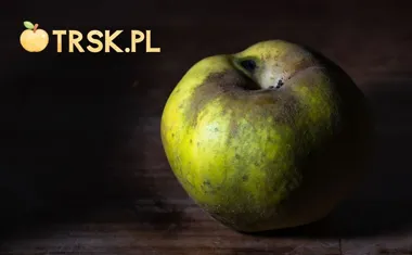 Obraz do artykułu: Szara Reneta wraca do łask. Ta stara odmiana jabłoni ma cechy, których trudno szukać w marketach