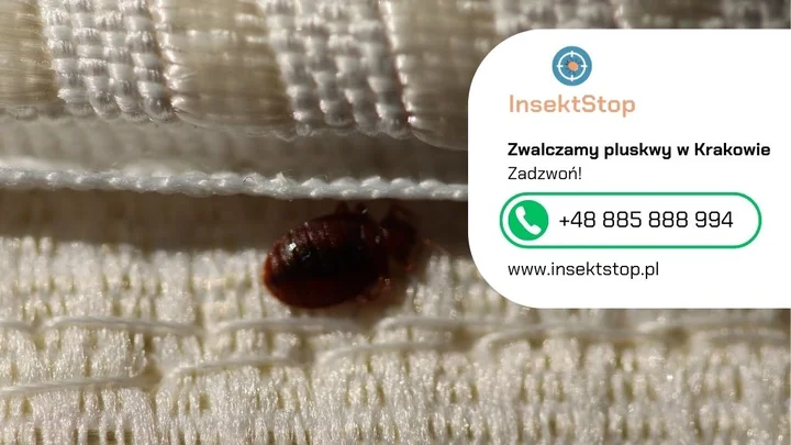 4-pluskwa-kontakt-do-firmy-insektstop-20250908155111.webp
