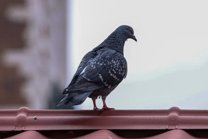 W Krakowie rusza pilotaż antykoncepcji w ziarnie kukurydzy dla gołębi