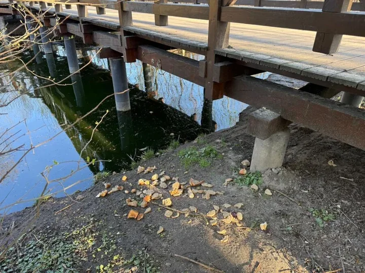 Staw w Parku Duchackim pod lupą, bo przyducha ujawniła problem głębszy niż lód