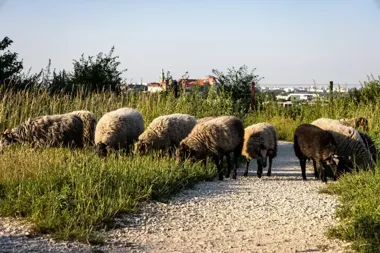 Owce zamiast kosiarek na Zakrzówku. Ruszają bezpłatne warsztaty