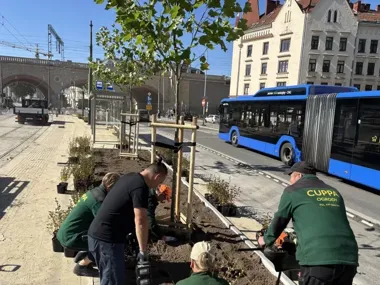 Osiem drzew i ponad 550 krzewów przy Hali Targowej. Wracają tramwaje