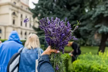 Lawendowe bukiety na Placu św. Ducha. Cięcie ma dać drugie kwitnienie