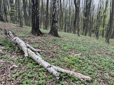 Kraków dokupił 13 hektarów lasu w Baryczy pod przyszły park leśny