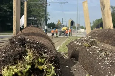 Rozchodnik już przykrywa torowisko do Mistrzejowic. Liczby robią wrażenie
