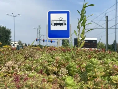 Zielone dachy na przystankach obniżają temperaturę. W Krakowie przybywa wiat