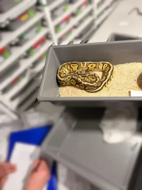 Jeden wąż na klatce odsłonił 148 pytonów w budynku na Prądniku Białym